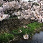 侍従川の桜